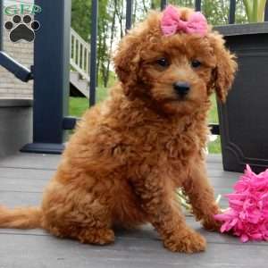 Lindsey, Mini Goldendoodle Puppy